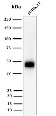 Anti-CD2 / Lymphocyte Function Antigen 2 (LFA-2), clone UMCD2