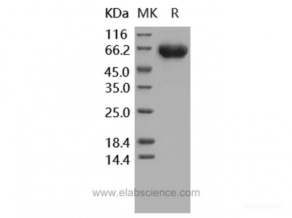 Recombinant Human PD1 / PDCD1 Protein (His & Fc tag)