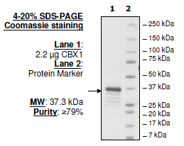 CBX2, GST-tag, human Recombinant Protein