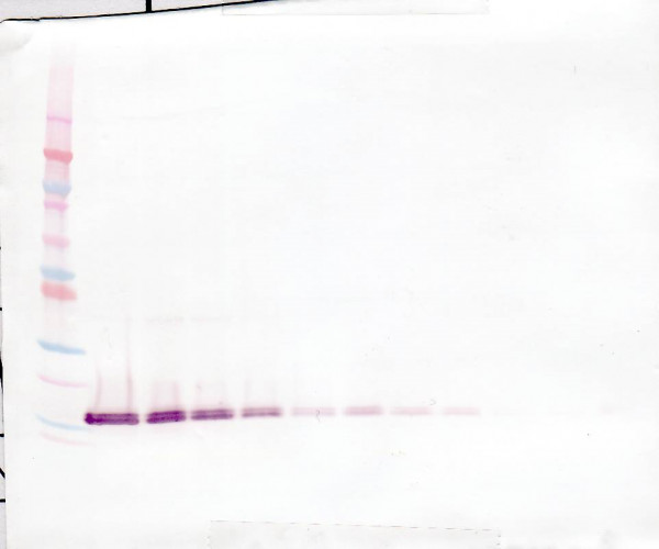 Anti-FGF acidic (Biotin)