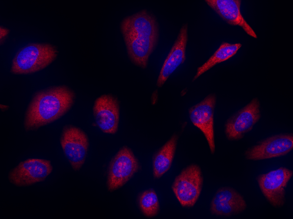 Nucleolus Red(TM) DCS1 *Dead Cell Staining*