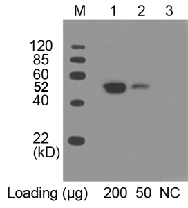 THE(TM) c-Myc Antibody [HRP], mAb, Mouse