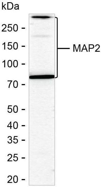 Anti-MAP2
