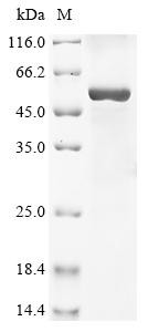 Growth/differentiation factor 9 (GDF-9), chicken, recombinant