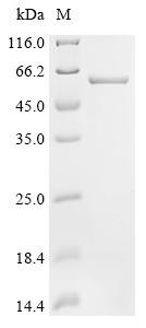 Formin-2 (FMN2), partial, human, recombinant