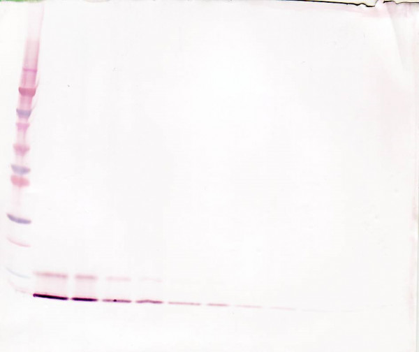 Anti-MIP-4 (Biotin)