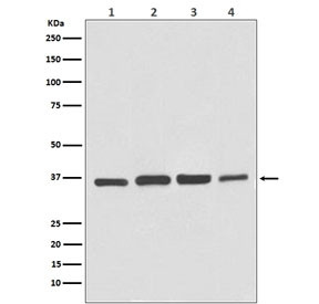 Anti-GAPDH, clone BG-7