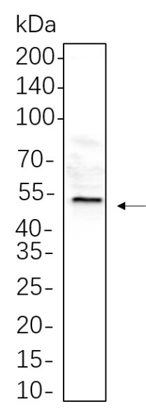 Anti-Recombinant HNF-4alpha, clone 9F2