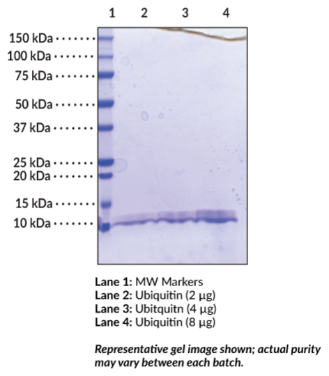 Ubiquitin (human, recombinant)