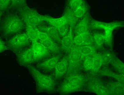 Anti-GABAA Receptor delta, clone S151-3