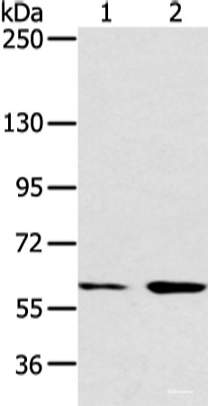 Anti-ATG16L1