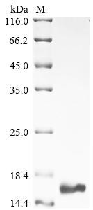 Otoraplin (Otor), mouse, recombinant