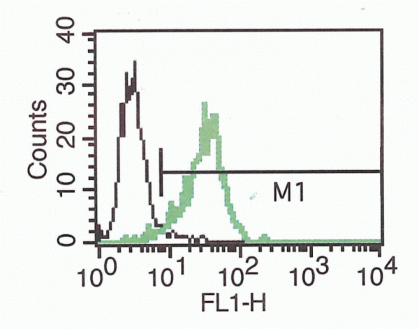 Anti-L1CAM (Human), Unconjugated Clone B-L51
