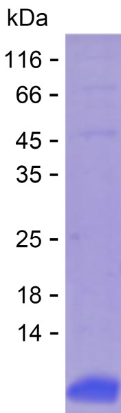 Recombinant Human NIPAL4 Protein
