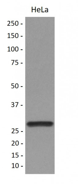 Anti-14-3-3 alpha + beta