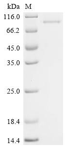 Netrin-1 (Ntn1), recombinant mouse