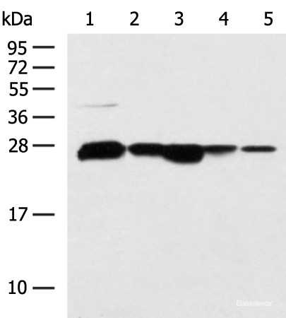 Anti-CCDC134