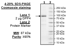 DPP4, active human recombinant protein