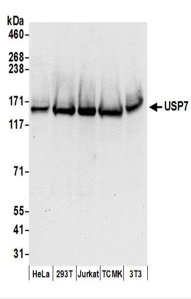 Anti-USP7