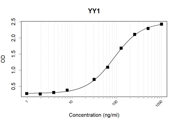 Anti-Human YY1 Antibody Pair
