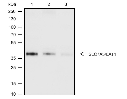 Anti-Recombinant SLC7A5/LAT1, clone A613
