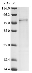Pregnancy-associated glycoprotein 2 (PAG2), bovine, recombinant