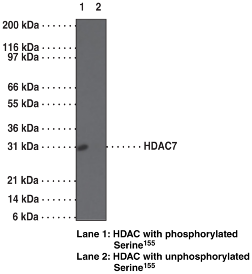 Anti-HDAC7 (Phospho-Ser155)
