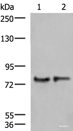Anti-GPSM1