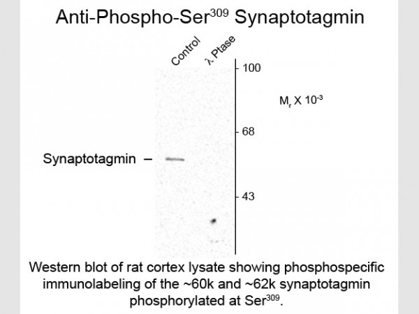 Anti-phospho-Synaptotagmin (Ser309)