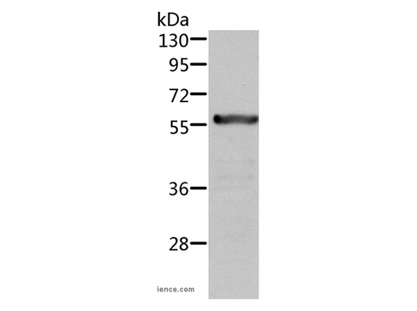 Anti-ALDH6A1