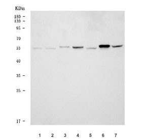 Anti-DNAJC3