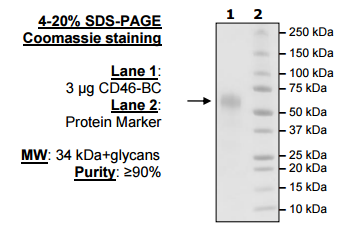 Human CD46-BC, His-tag