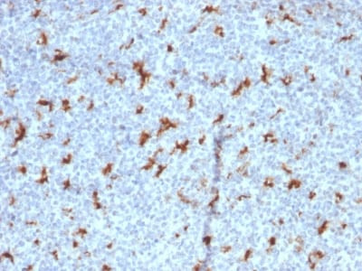 Anti-CD68 (Macrophage Marker) (C68/2501), CF405S conjugate, 0.1mg/mL