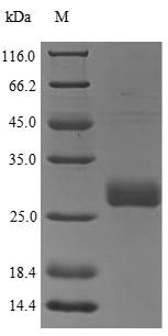 Oncostatin-M (Osm), rat, recombinant