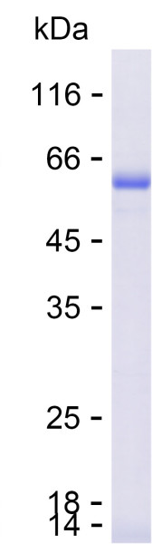 Recombinant Human PLOD2 Protein
