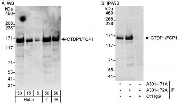 Anti-CTDP1/FCP1