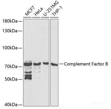 Anti-Complement Factor B