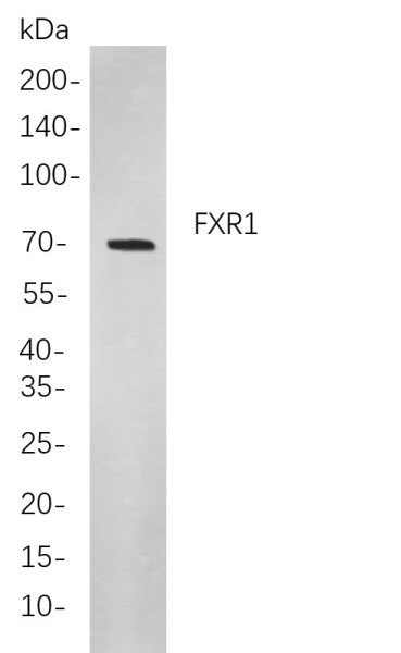 Anti-Recombinant FXR1, clone 2C3