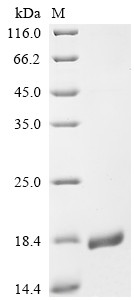 Envelope protein A28 homolog (A30L), partial, Monkeypox virus, recombinant
