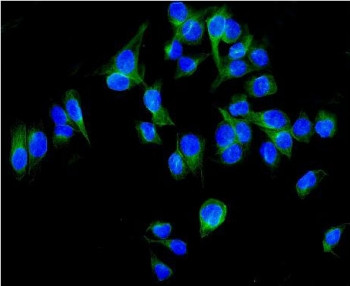 Anti-ALDH1L1