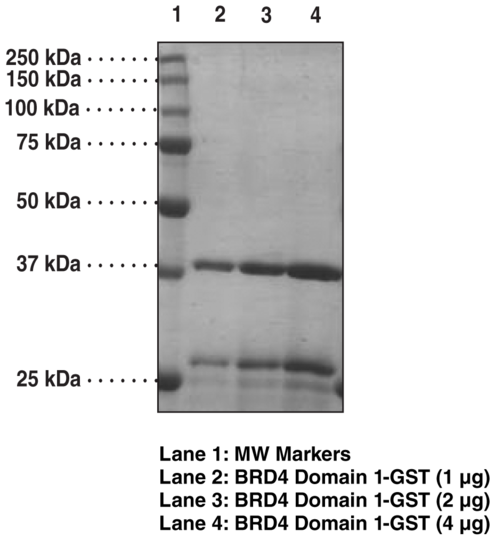 BRD4 bromodomain 1 (human, recombinant, GST-tagged)