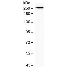 Anti-SPTBN2 / Spectrin beta III, clone SCNB3-2R