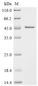 Troponin T, cardiac muscle (Tnnt2), mouse, recombinant
