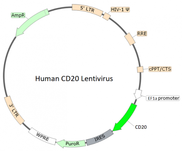 CD20 Lentivirus