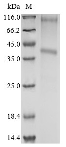 Transmembrane protein 72 (TMEM72), human, recombinant