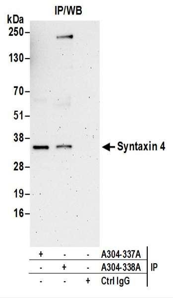 Anti-Syntaxin 4