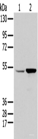 Anti-EGR2