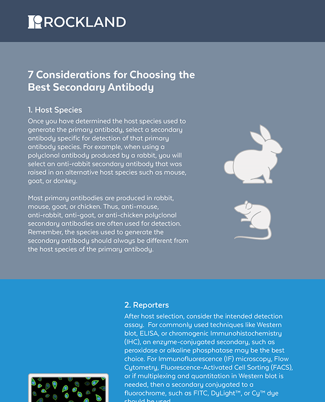 7 Considerations for Choosing the Best Secondary Antibody