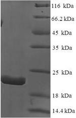 Interleukin-18 (IL18), dog, recombinant