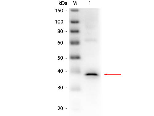 Anti-LACTATE DEHYDROGENASE (Rabbit Muscle), Peroxidase Conjugated